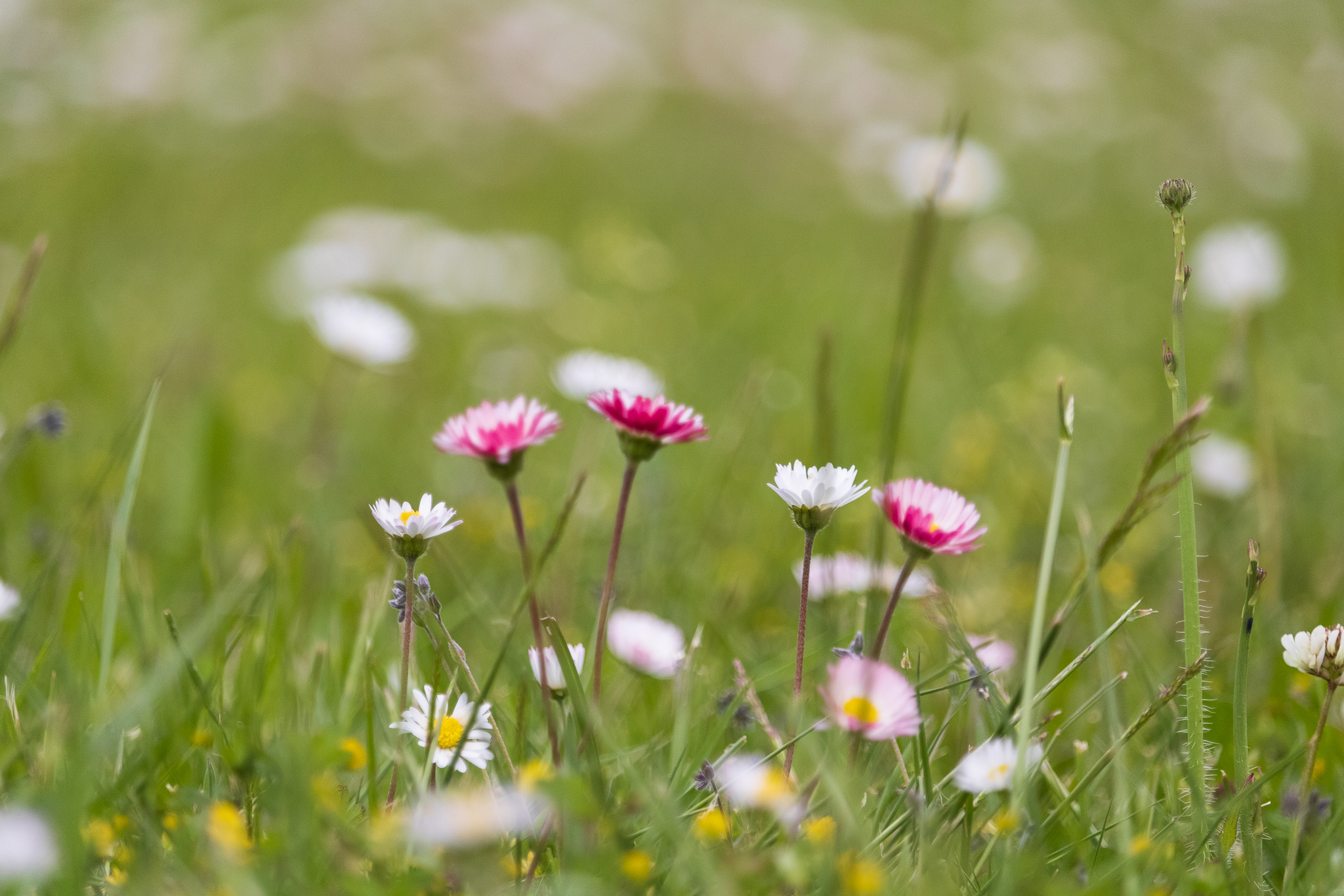 Spring Daisies